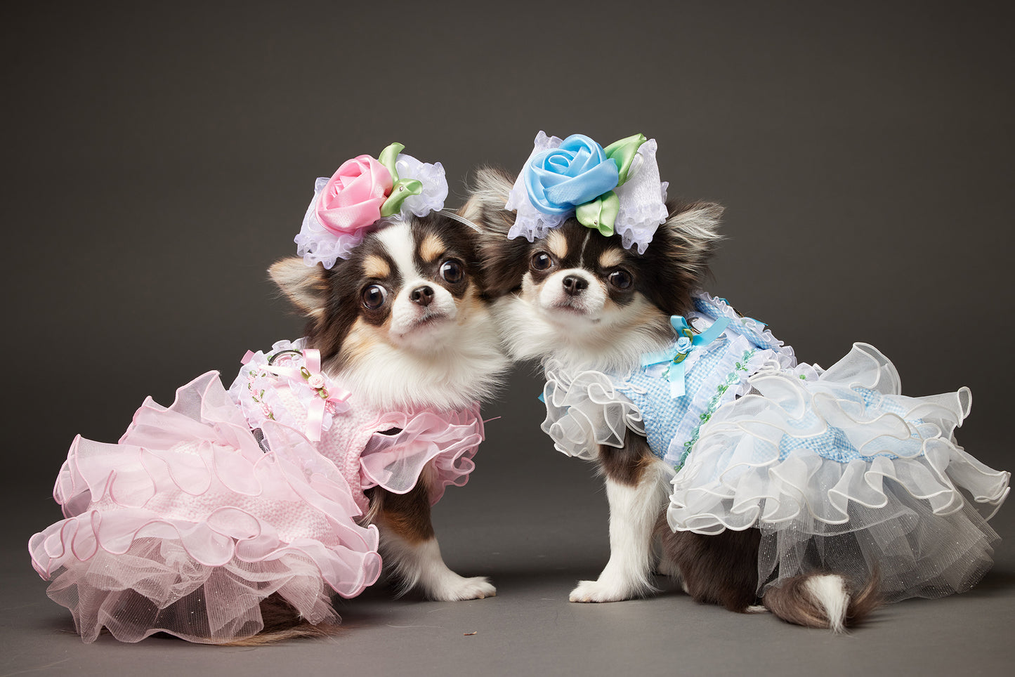【10/23(木)~24日(金)開催】この一瞬が、永遠になる愛犬撮影会|東京・代官山 photo by tottoko
