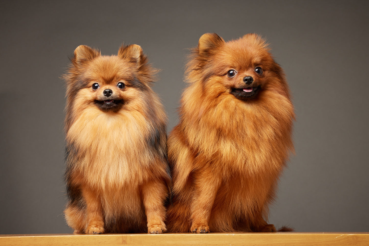 【10/23(木)~24日(金)開催】この一瞬が、永遠になる愛犬撮影会|東京・代官山 photo by tottoko