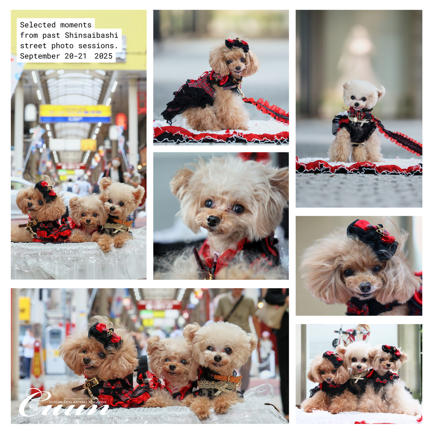 【2026年1月31日–2月1日】ザ・お写ん歩。大阪・空堀商店街編|愛犬と歩くCUUNフォトセッション