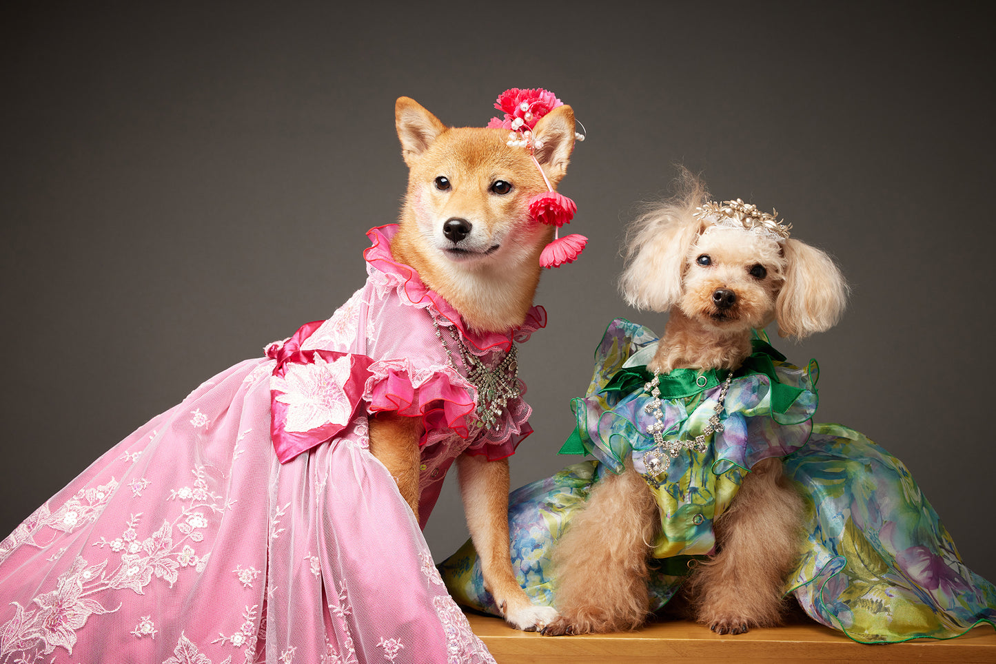【10/23(木)~24日(金)開催】この一瞬が、永遠になる愛犬撮影会|東京・代官山 photo by tottoko