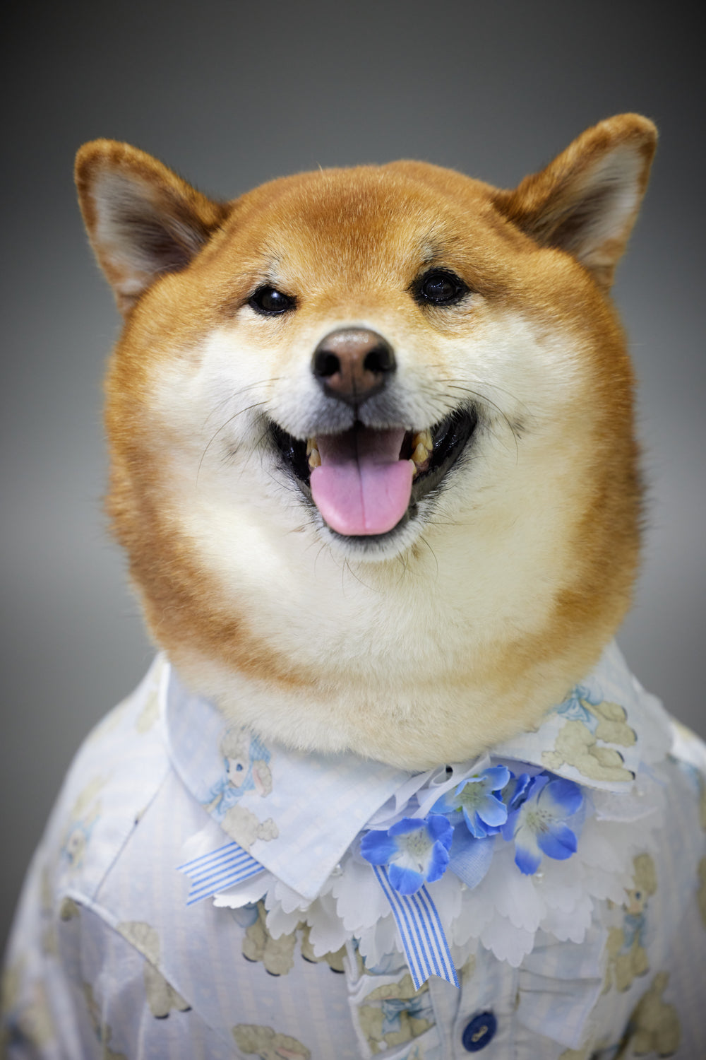 満員御礼(募集終了)【7/19(土)開催】この一瞬が、永遠になる愛犬撮影会|東京・月島 photo by tottoko