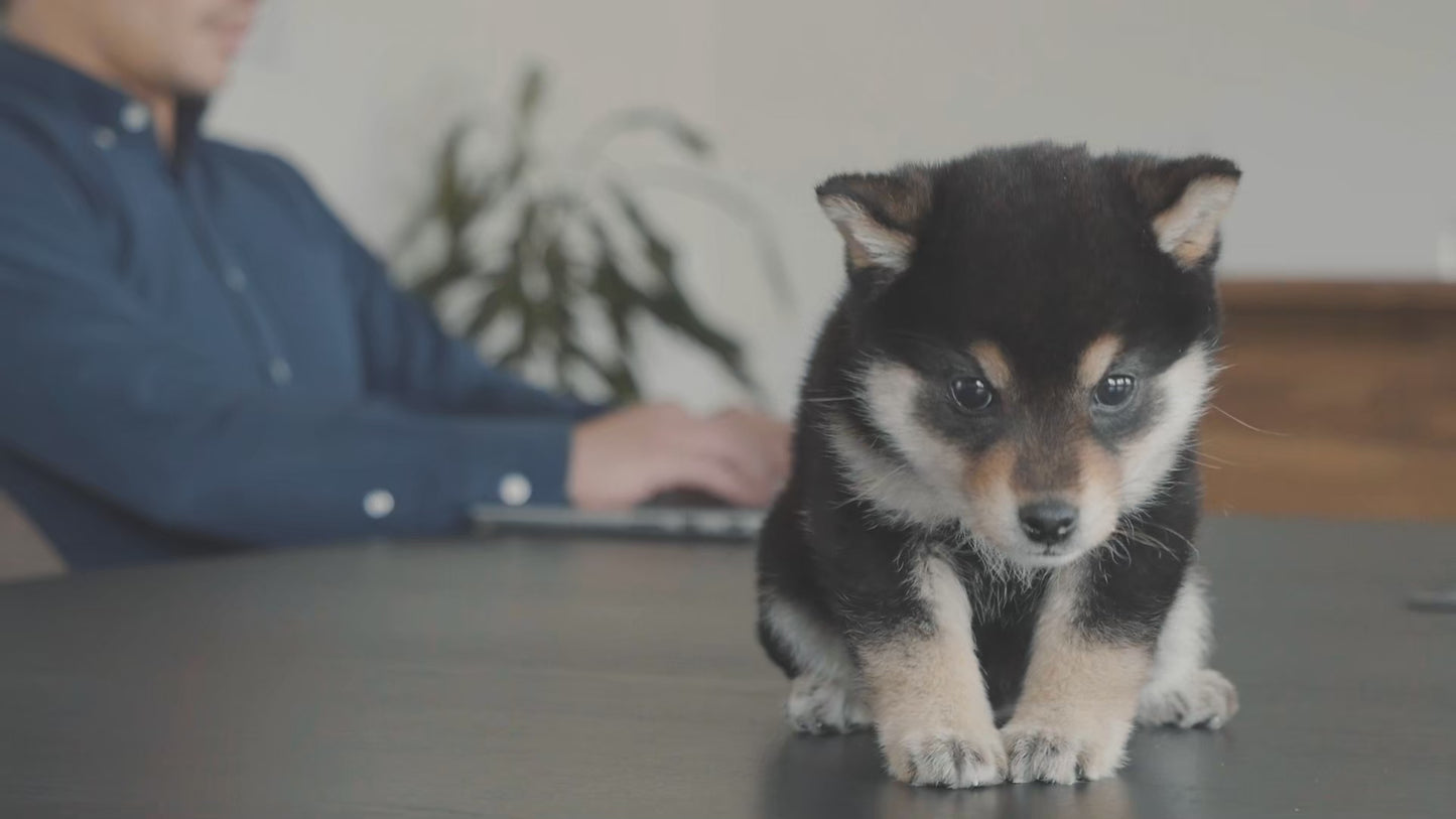 緊急開催決定!【ペテモフェス2025幕張】×tottoko野外撮影&交流会