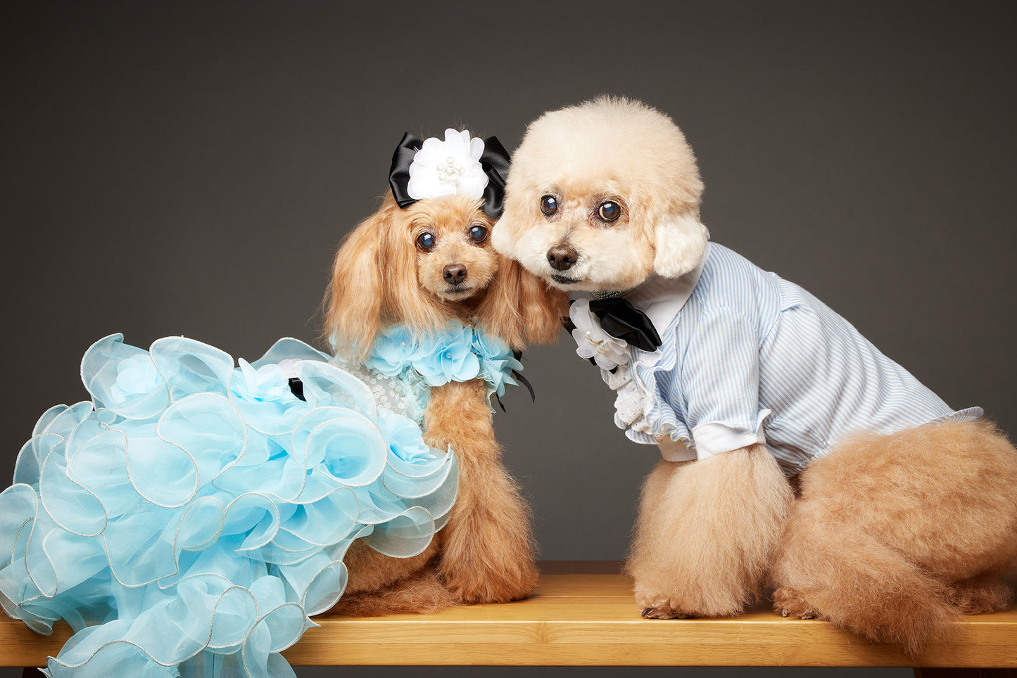 【10/23(木)~24日(金)開催】この一瞬が、永遠になる愛犬撮影会|東京・代官山 photo by tottoko