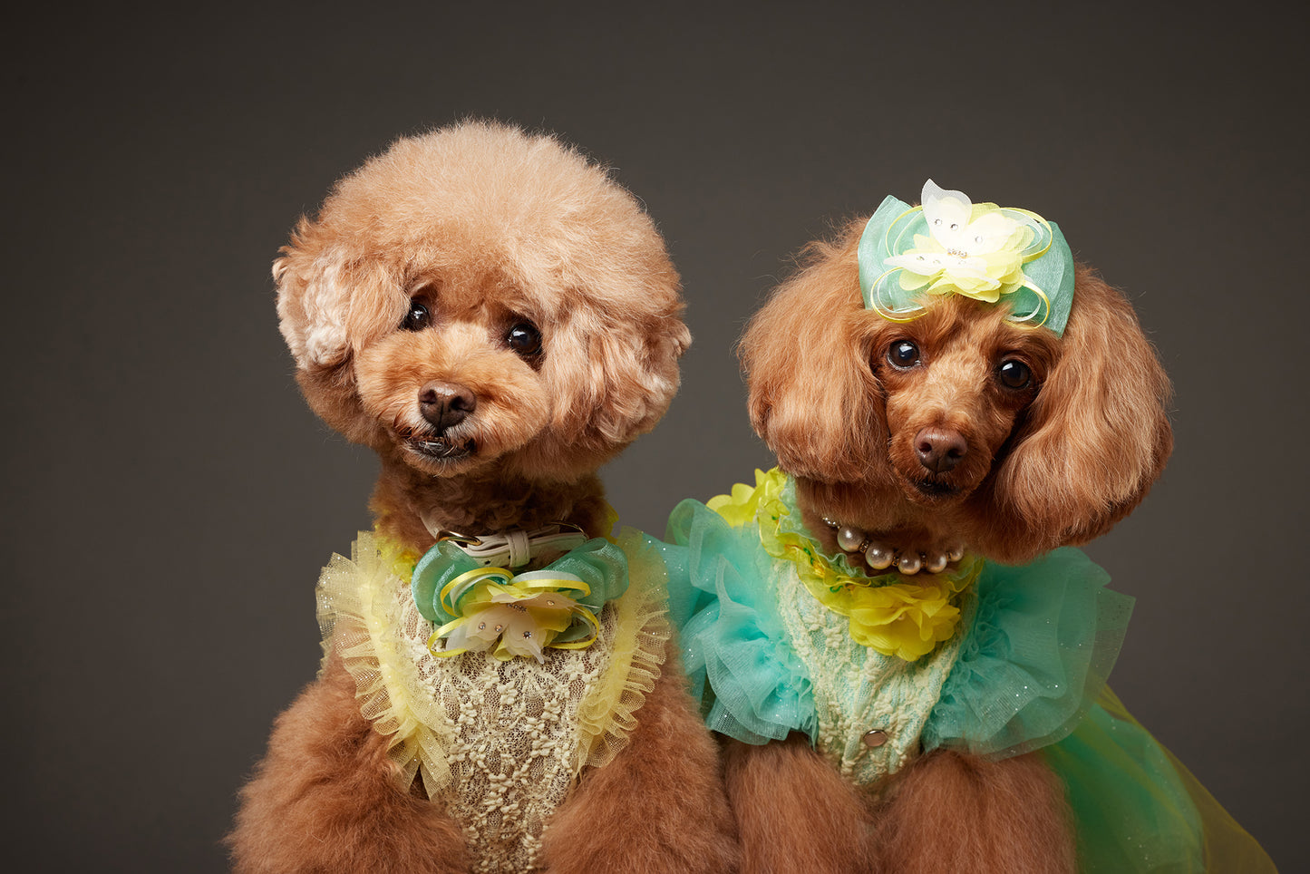 【10/23(木)~24日(金)開催】この一瞬が、永遠になる愛犬撮影会|東京・代官山 photo by tottoko