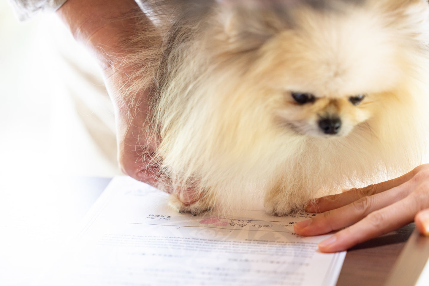 【2025年9月21日開催|愛知・岡崎】愛犬家族宣誓式|うちの子と“家族になる日”