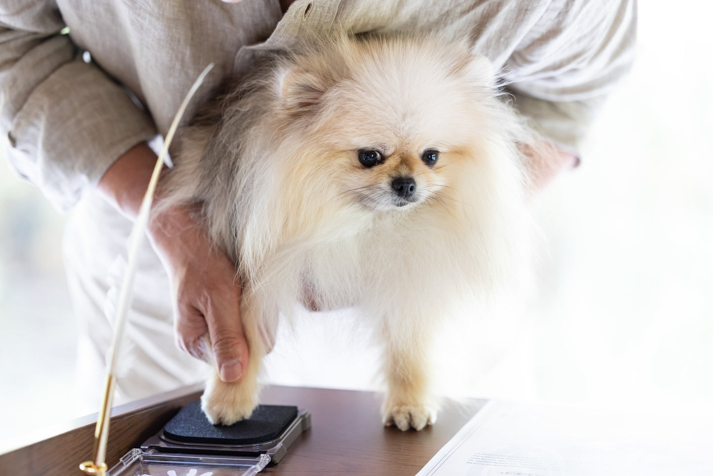 【2025年9月21日開催|愛知・岡崎】愛犬家族宣誓式|うちの子と“家族になる日”