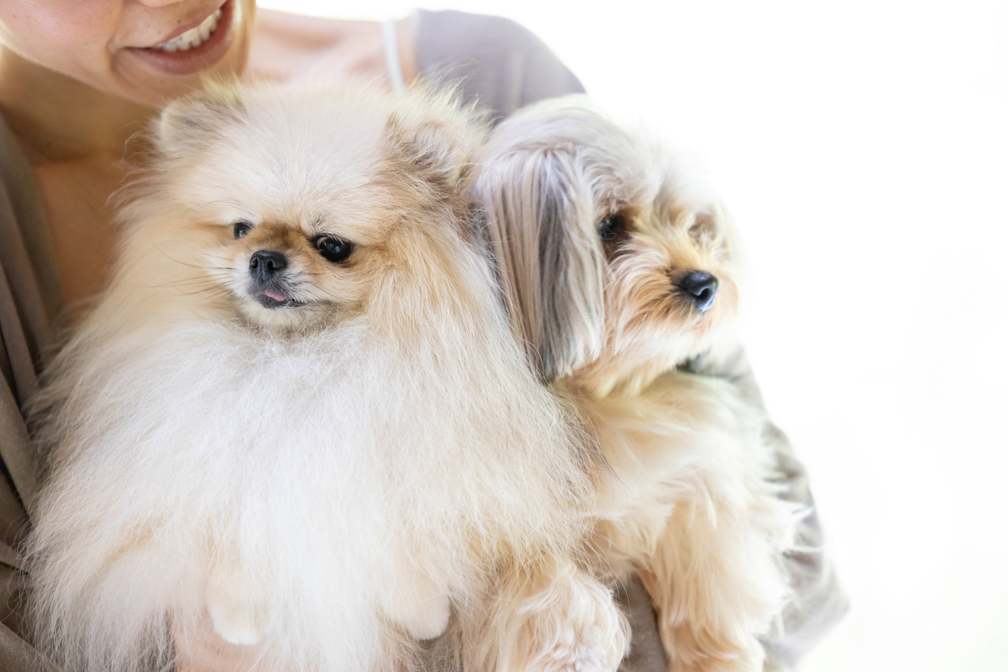 【2025年9月21日開催|愛知・岡崎】愛犬家族宣誓式|うちの子と“家族になる日”