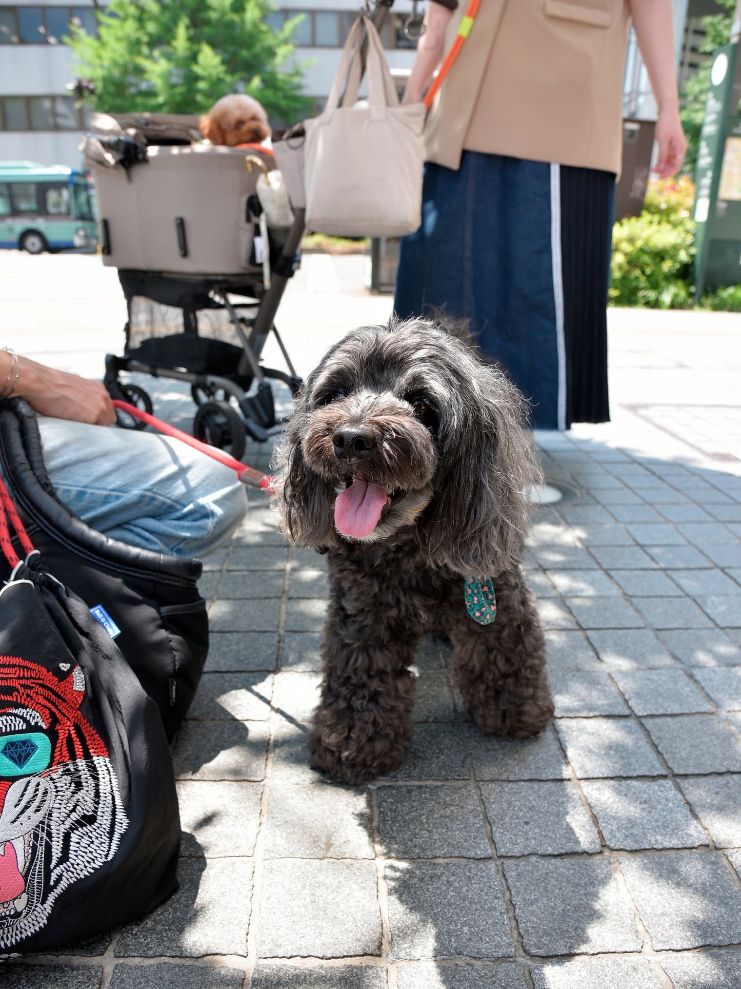愛犬と仙台ストリートで撮影|URBAN DOG CULTUREフォトセッション【CUUN掲載特典付き】