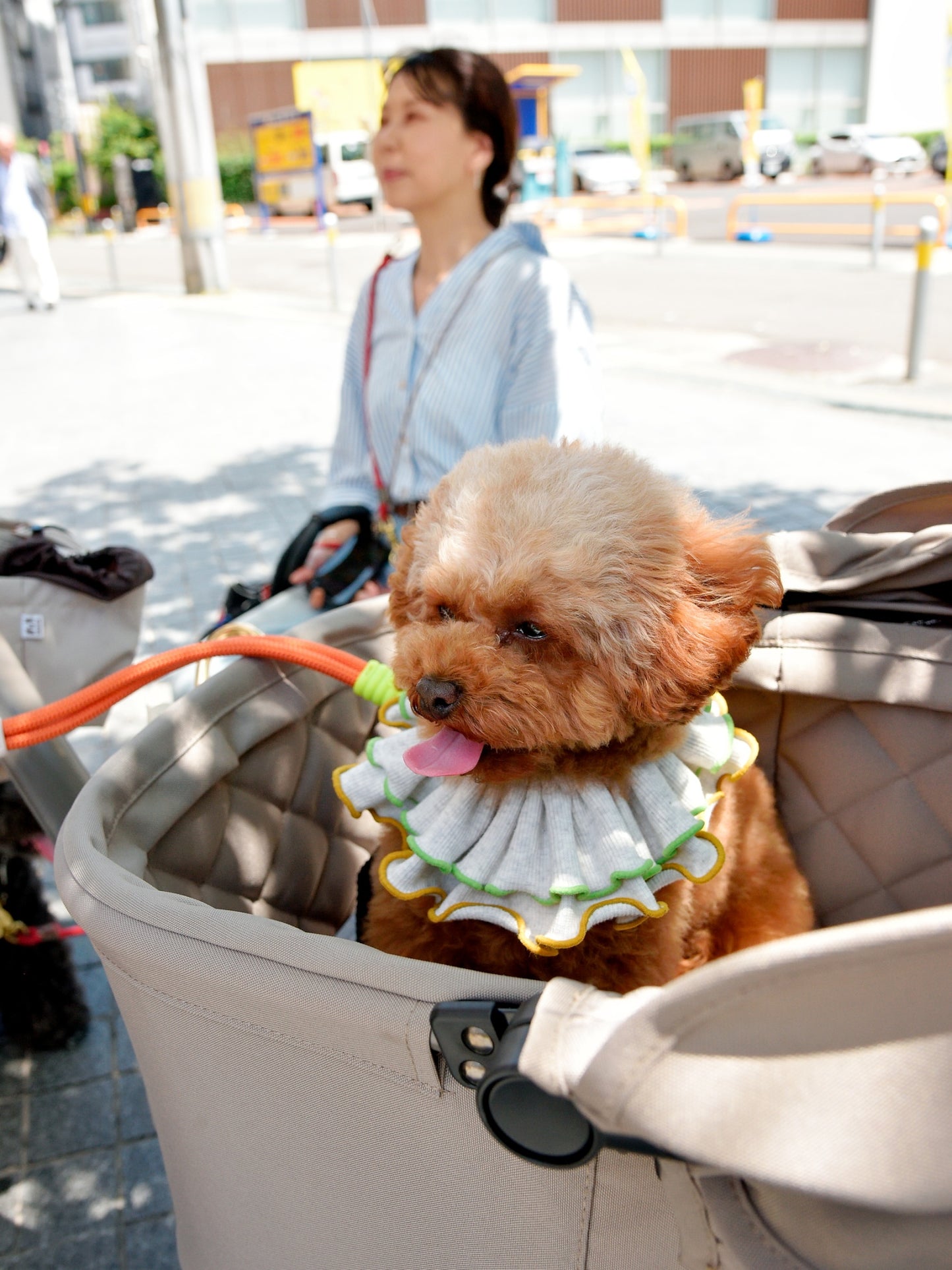 愛犬と仙台ストリートで撮影|URBAN DOG CULTUREフォトセッション【CUUN掲載特典付き】