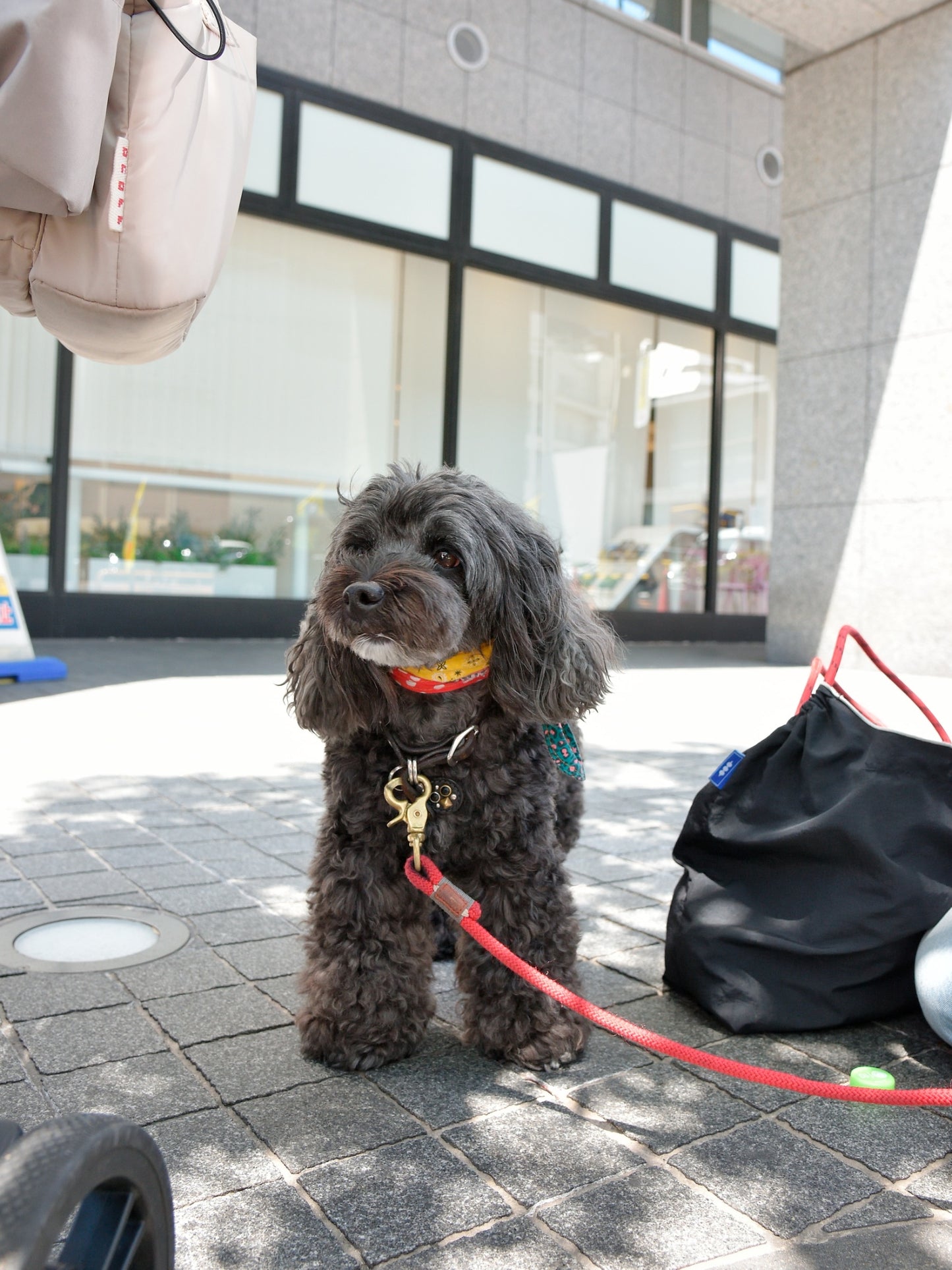 愛犬と仙台ストリートで撮影|URBAN DOG CULTUREフォトセッション【CUUN掲載特典付き】