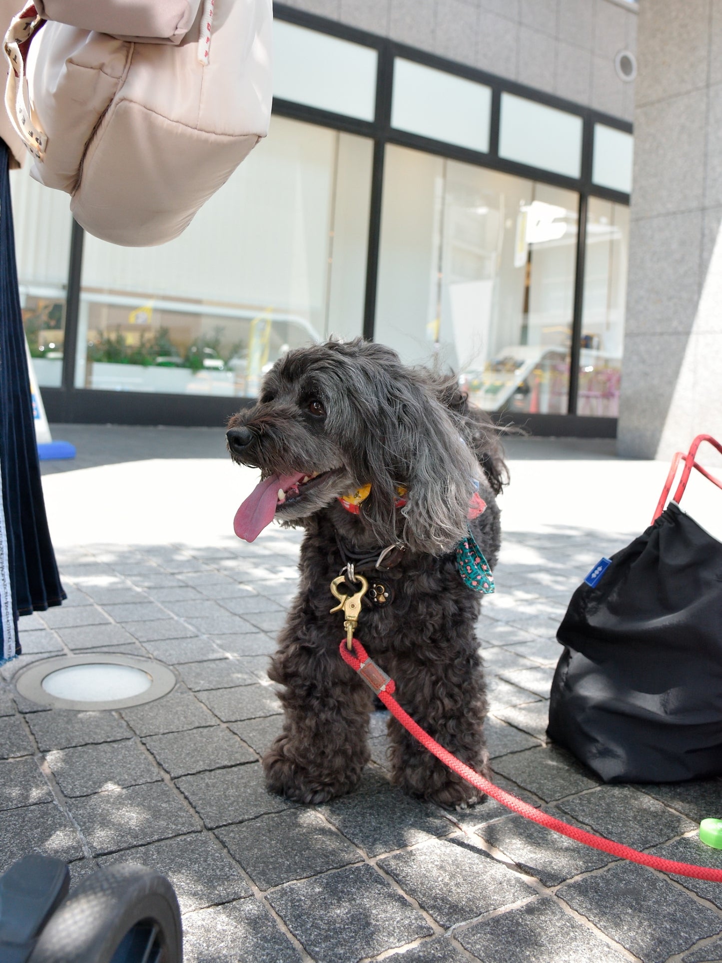 愛犬と仙台ストリートで撮影|URBAN DOG CULTUREフォトセッション【CUUN掲載特典付き】