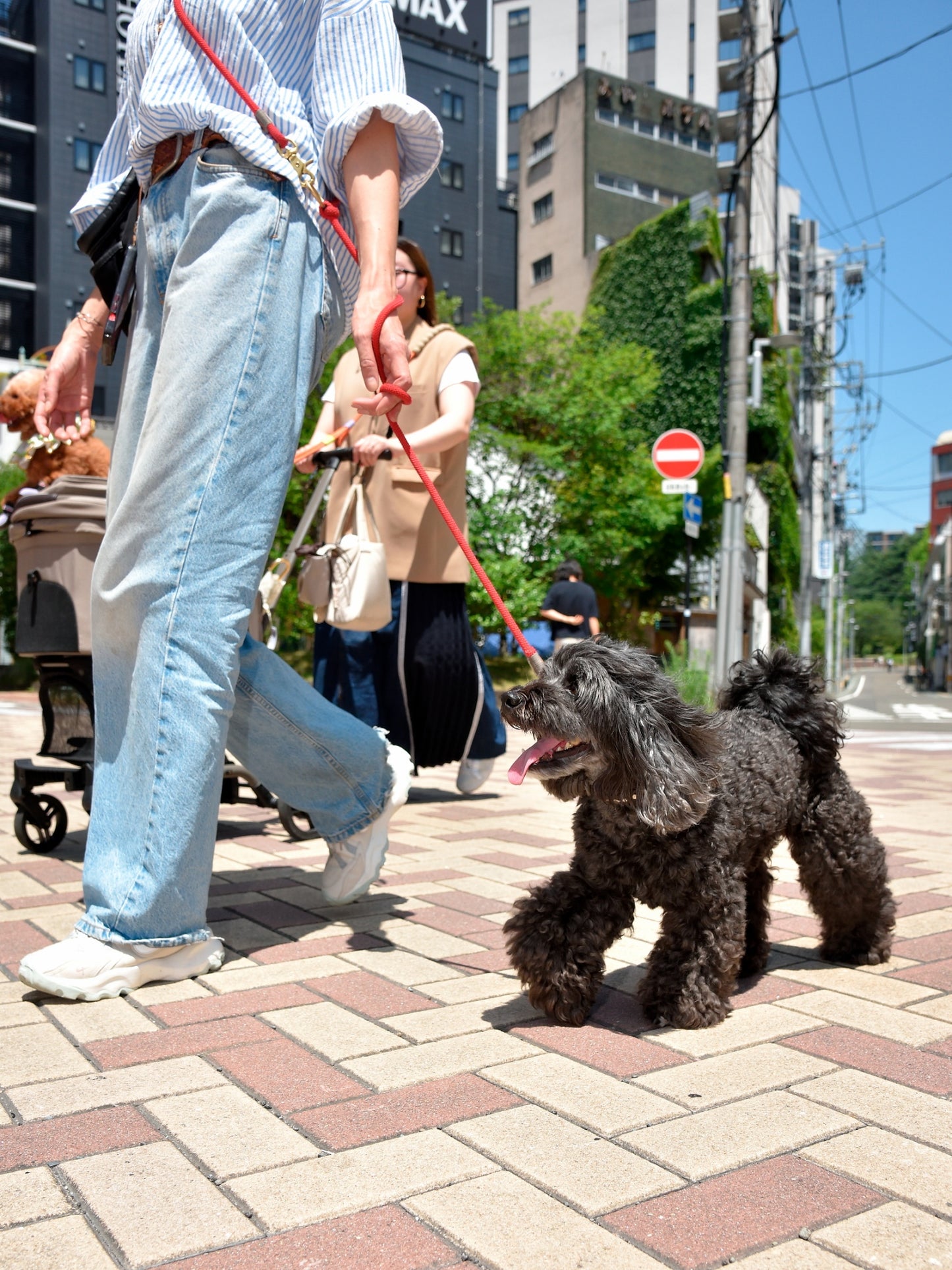 愛犬と仙台ストリートで撮影|URBAN DOG CULTUREフォトセッション【CUUN掲載特典付き】