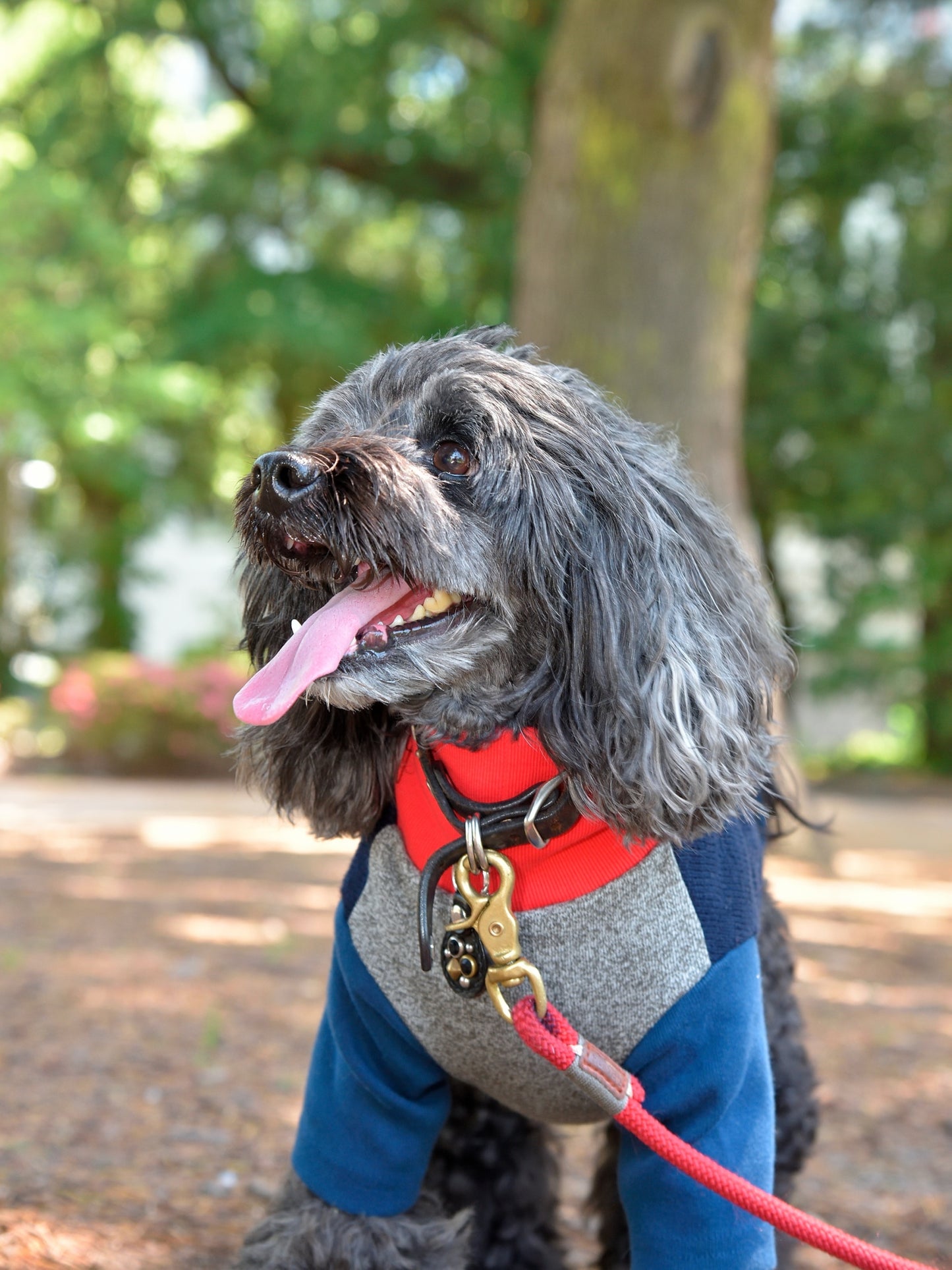 愛犬と仙台ストリートで撮影|URBAN DOG CULTUREフォトセッション【CUUN掲載特典付き】