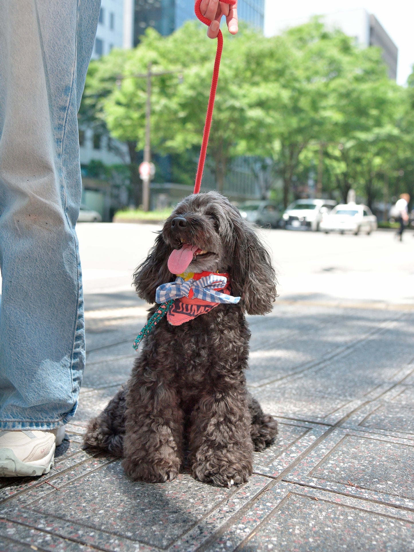 愛犬と仙台ストリートで撮影|URBAN DOG CULTUREフォトセッション【CUUN掲載特典付き】