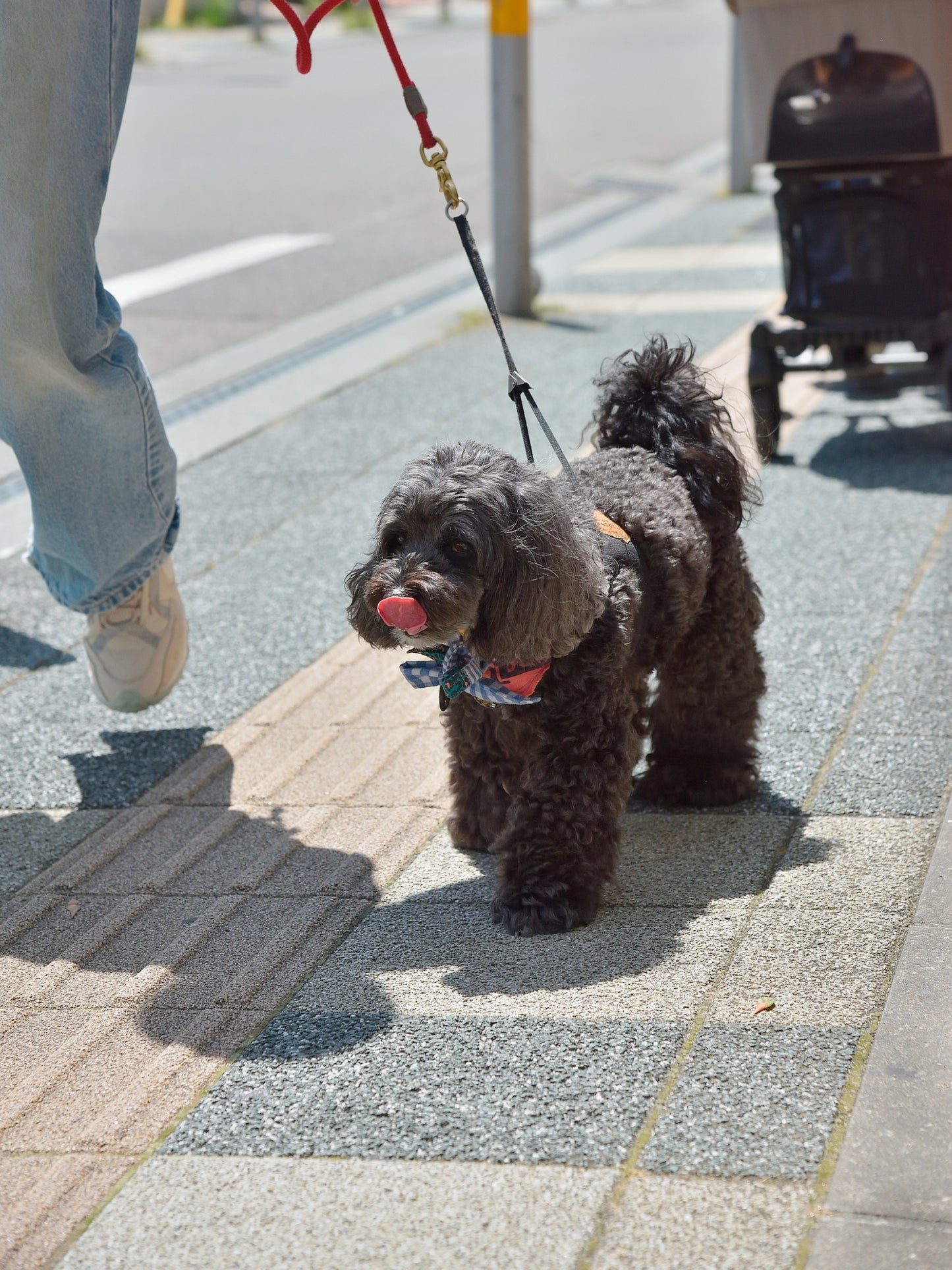 愛犬と仙台ストリートで撮影|URBAN DOG CULTUREフォトセッション【CUUN掲載特典付き】