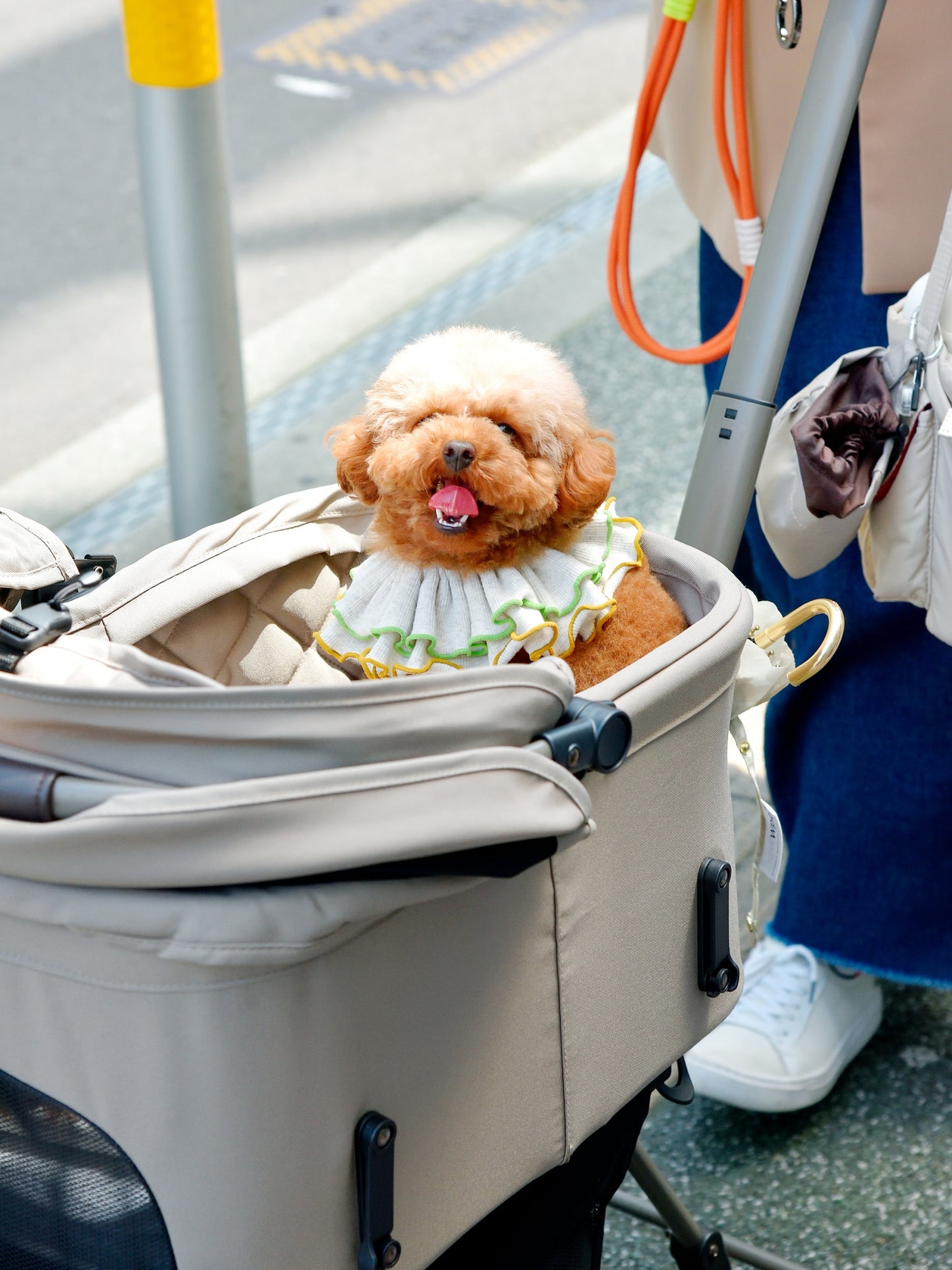 愛犬と仙台ストリートで撮影|URBAN DOG CULTUREフォトセッション【CUUN掲載特典付き】