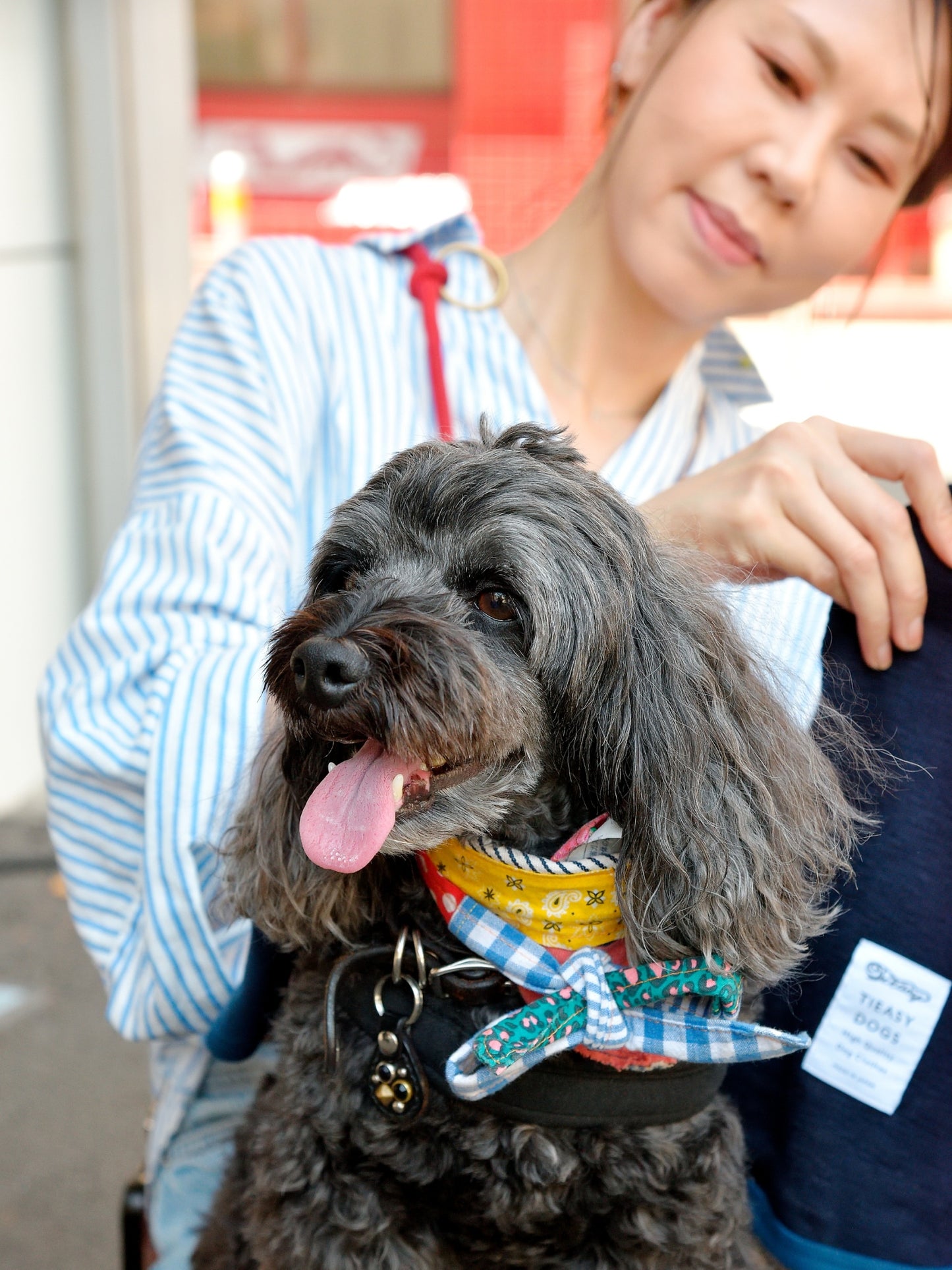 愛犬と仙台ストリートで撮影|URBAN DOG CULTUREフォトセッション【CUUN掲載特典付き】