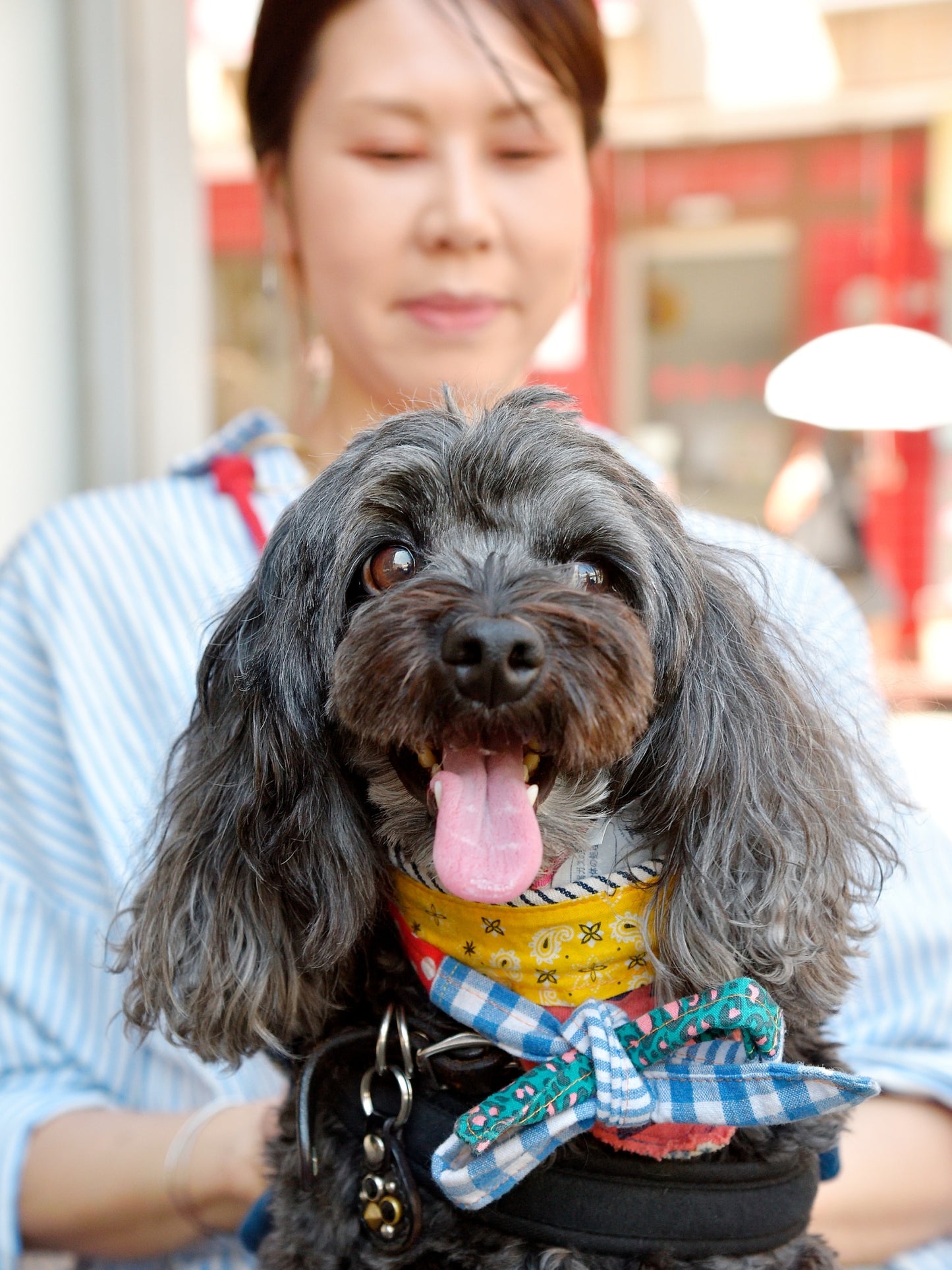 愛犬と仙台ストリートで撮影|URBAN DOG CULTUREフォトセッション【CUUN掲載特典付き】