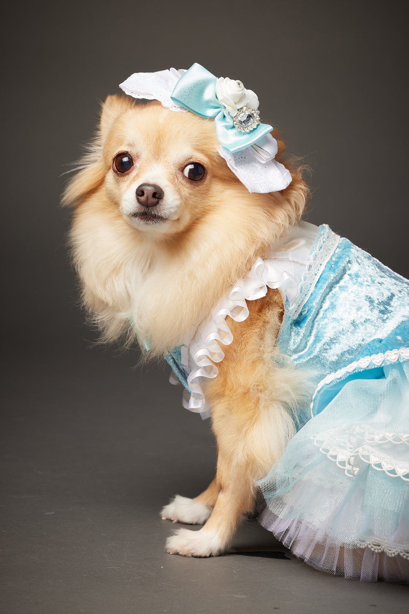 【10/23(木)~24日(金)開催】この一瞬が、永遠になる愛犬撮影会|東京・代官山 photo by tottoko