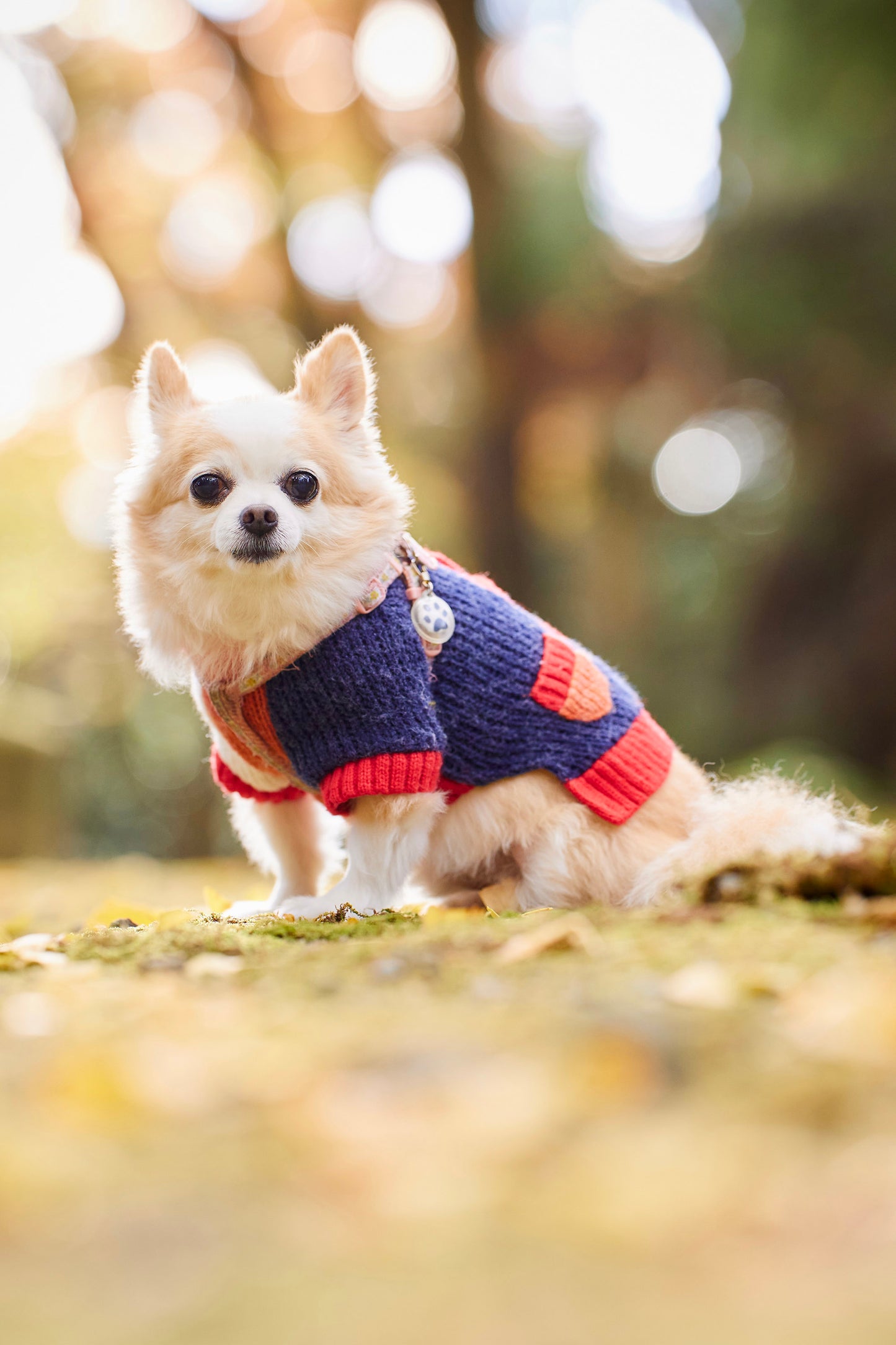 【9/20(土)~21日(日)開催】愛犬と心斎橋ストリートで撮影|フォトセッション【CUUN掲載特典付き】
