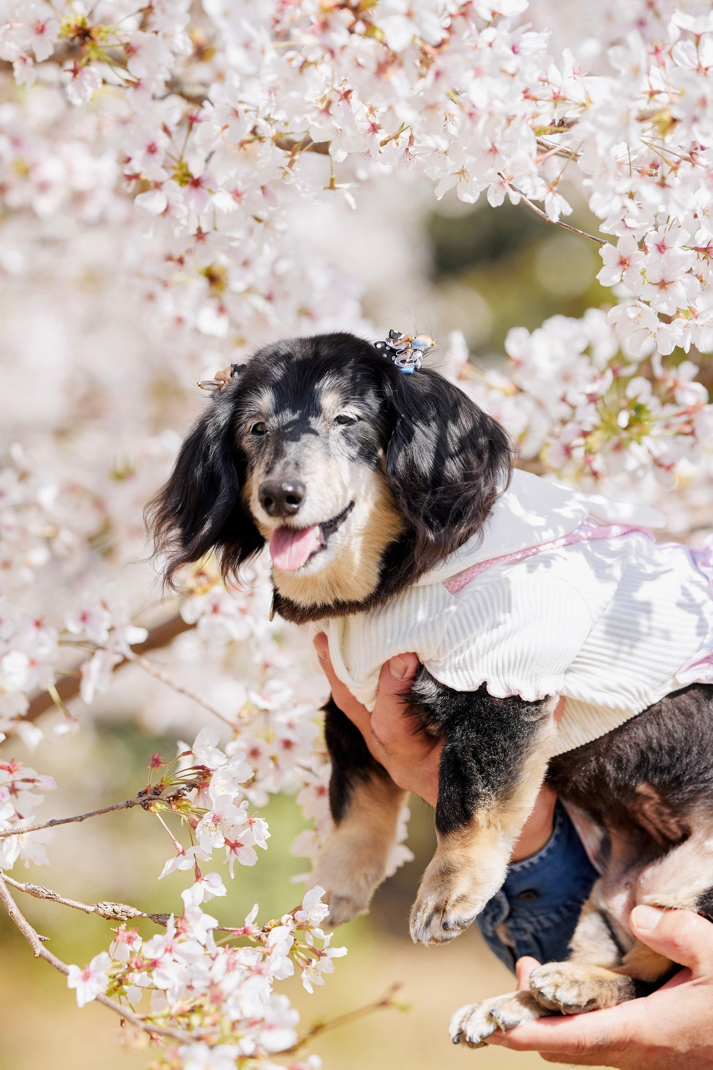 【9/20(土)~21日(日)開催】愛犬と心斎橋ストリートで撮影|フォトセッション【CUUN掲載特典付き】