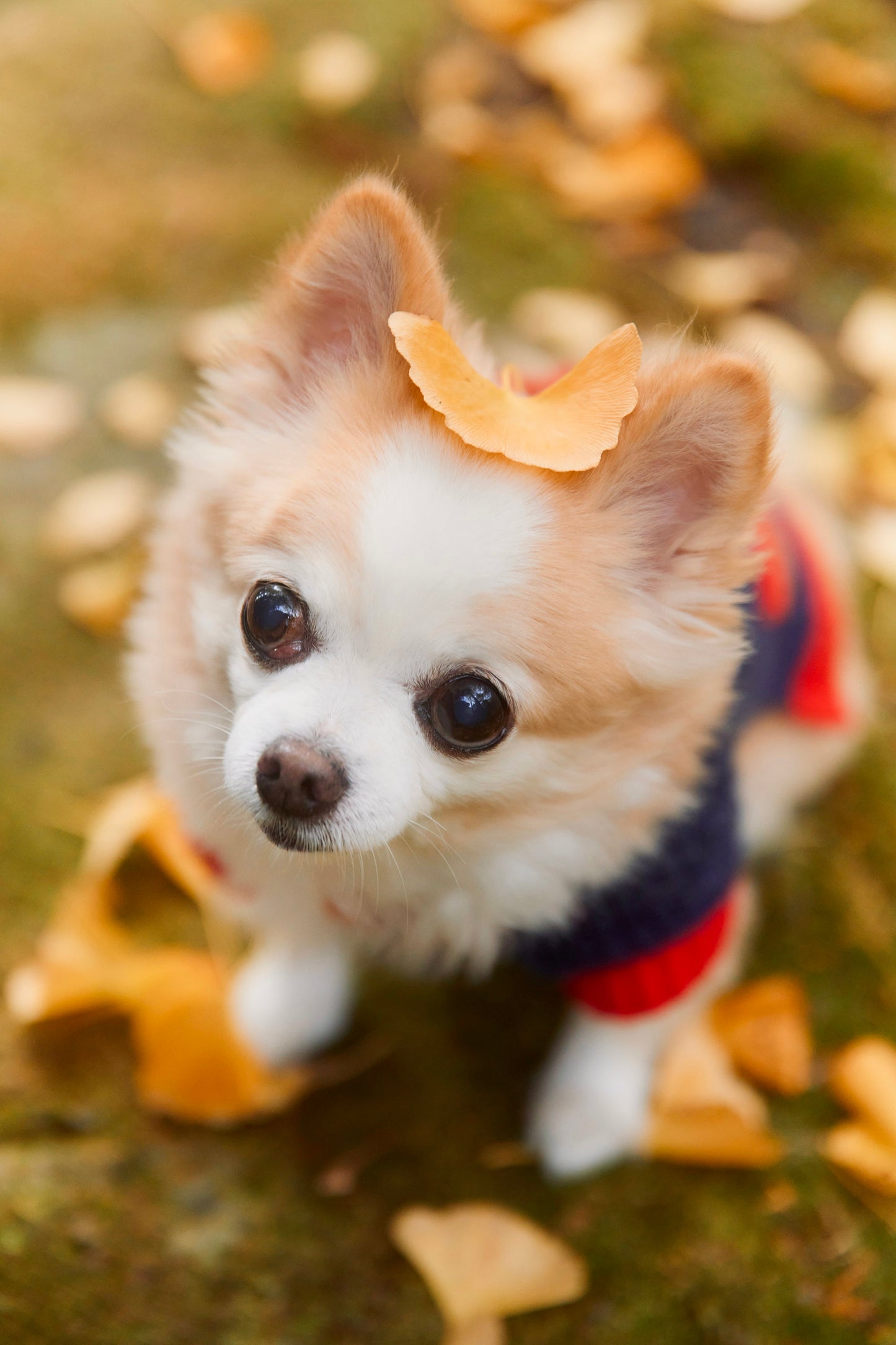 【9/20(土)~21日(日)開催】愛犬と心斎橋ストリートで撮影|フォトセッション【CUUN掲載特典付き】