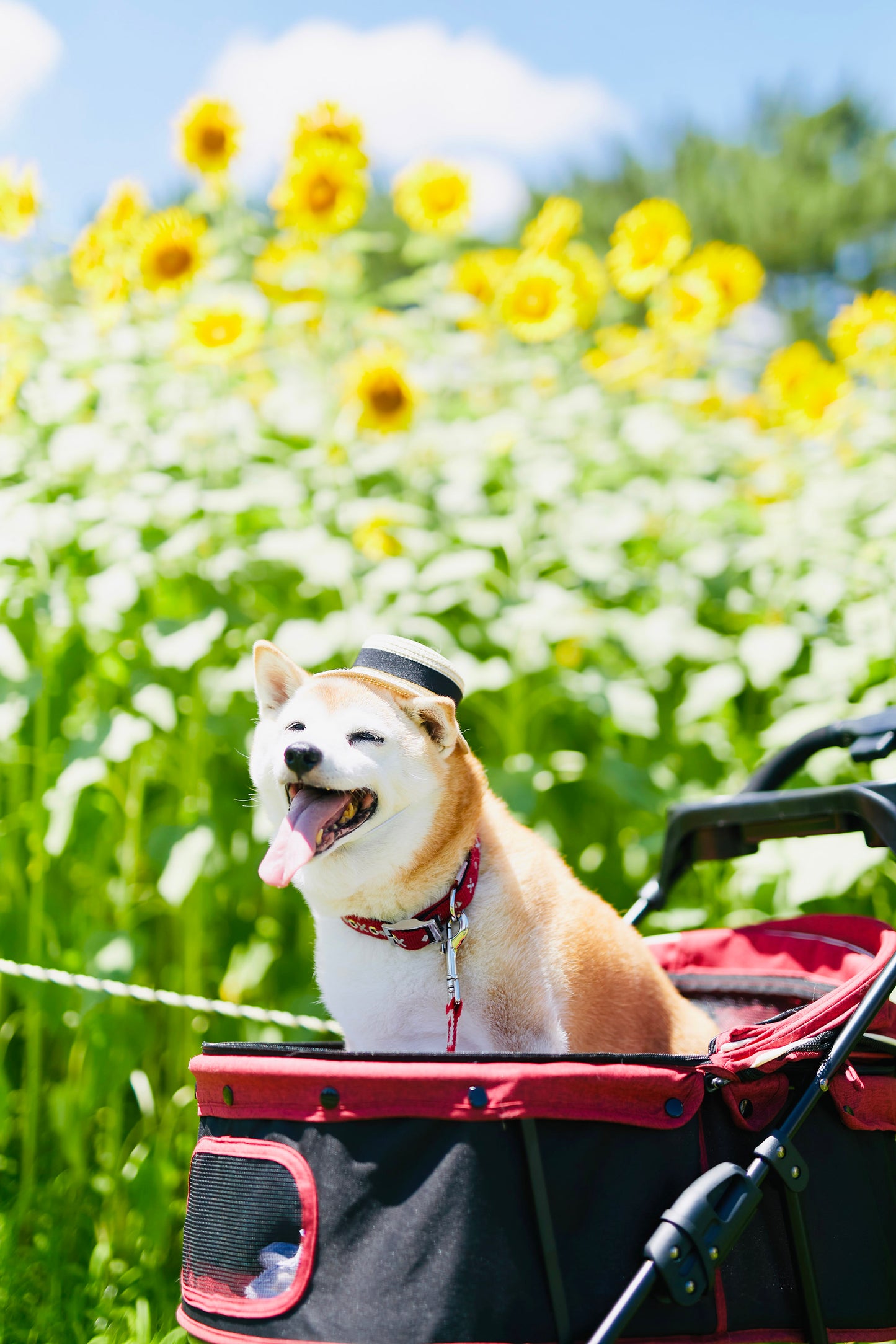 【9/20(土)~21日(日)開催】愛犬と心斎橋ストリートで撮影|フォトセッション【CUUN掲載特典付き】