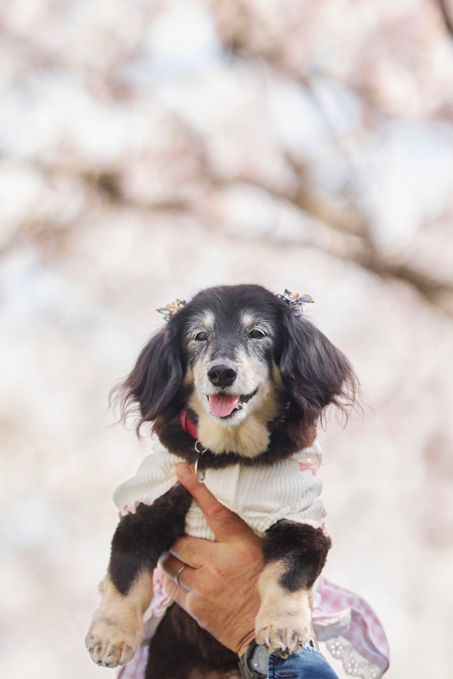 【9/20(土)~21日(日)開催】愛犬と心斎橋ストリートで撮影|フォトセッション【CUUN掲載特典付き】