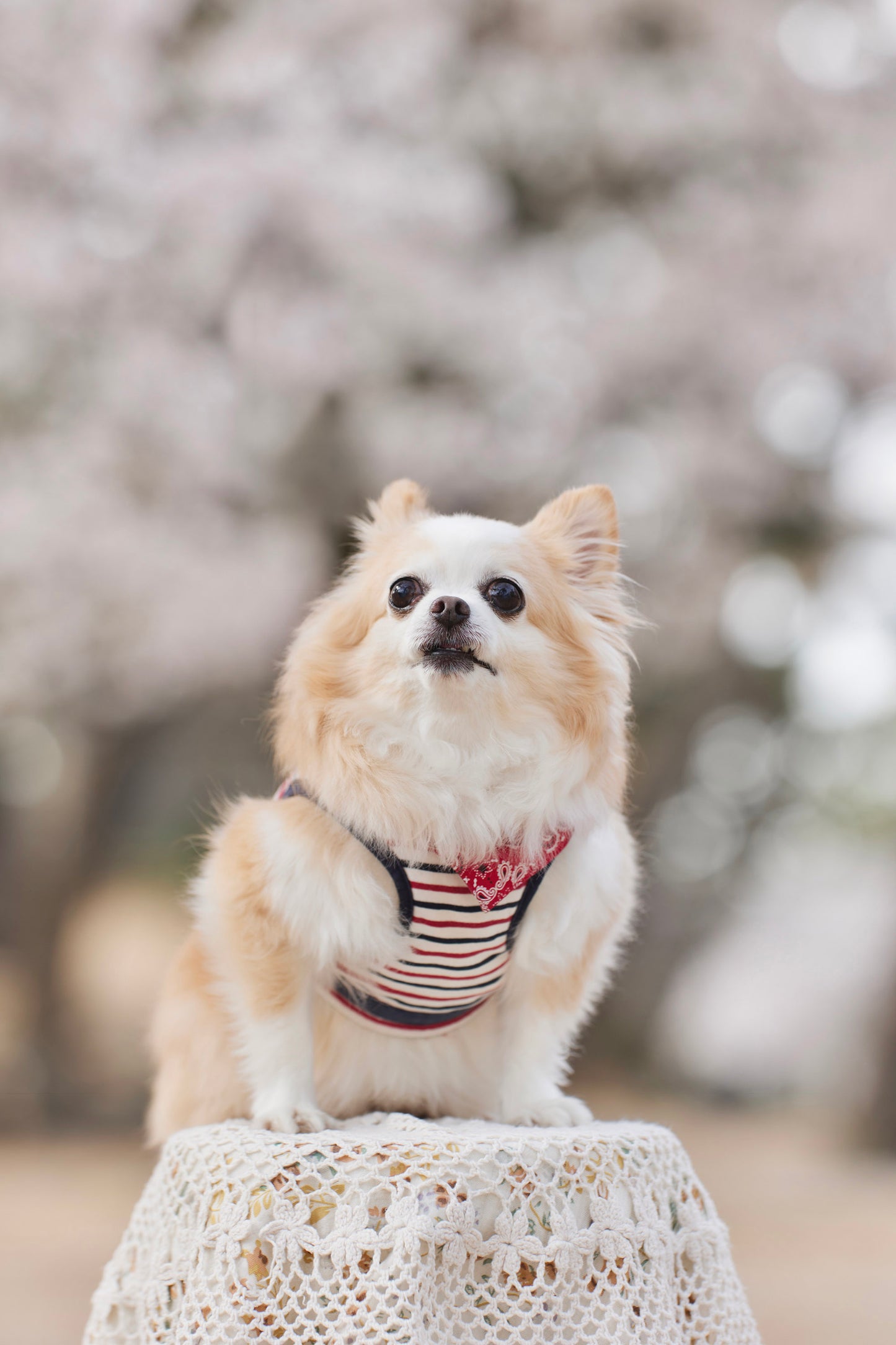 【9/20(土)~21日(日)開催】愛犬と心斎橋ストリートで撮影|フォトセッション【CUUN掲載特典付き】