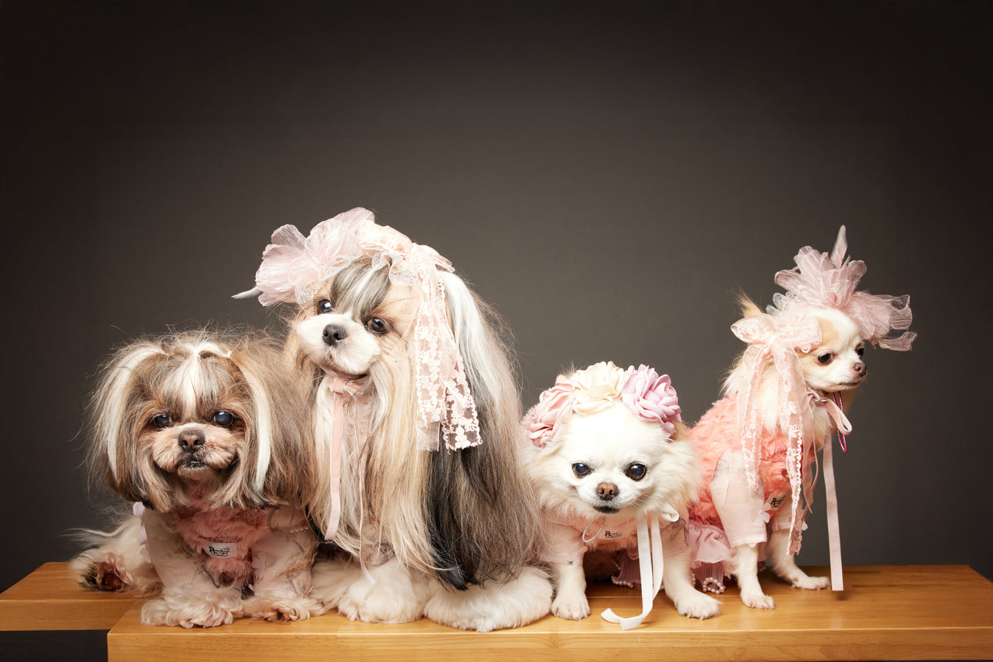 満員御礼(募集終了)【7/19(土)開催】この一瞬が、永遠になる愛犬撮影会|東京・月島 photo by tottoko