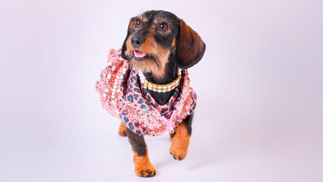 犬に洋服を着せる文化は、単なるファッションではなく、歴史・科学・実用性に裏付けられたもの。本記事では、最古の文献から現代のドッグアパレルの進化、批判への科学的反論、未来の展望までを詳しく解説。愛犬の快適な生活を支える服の役割を考察します