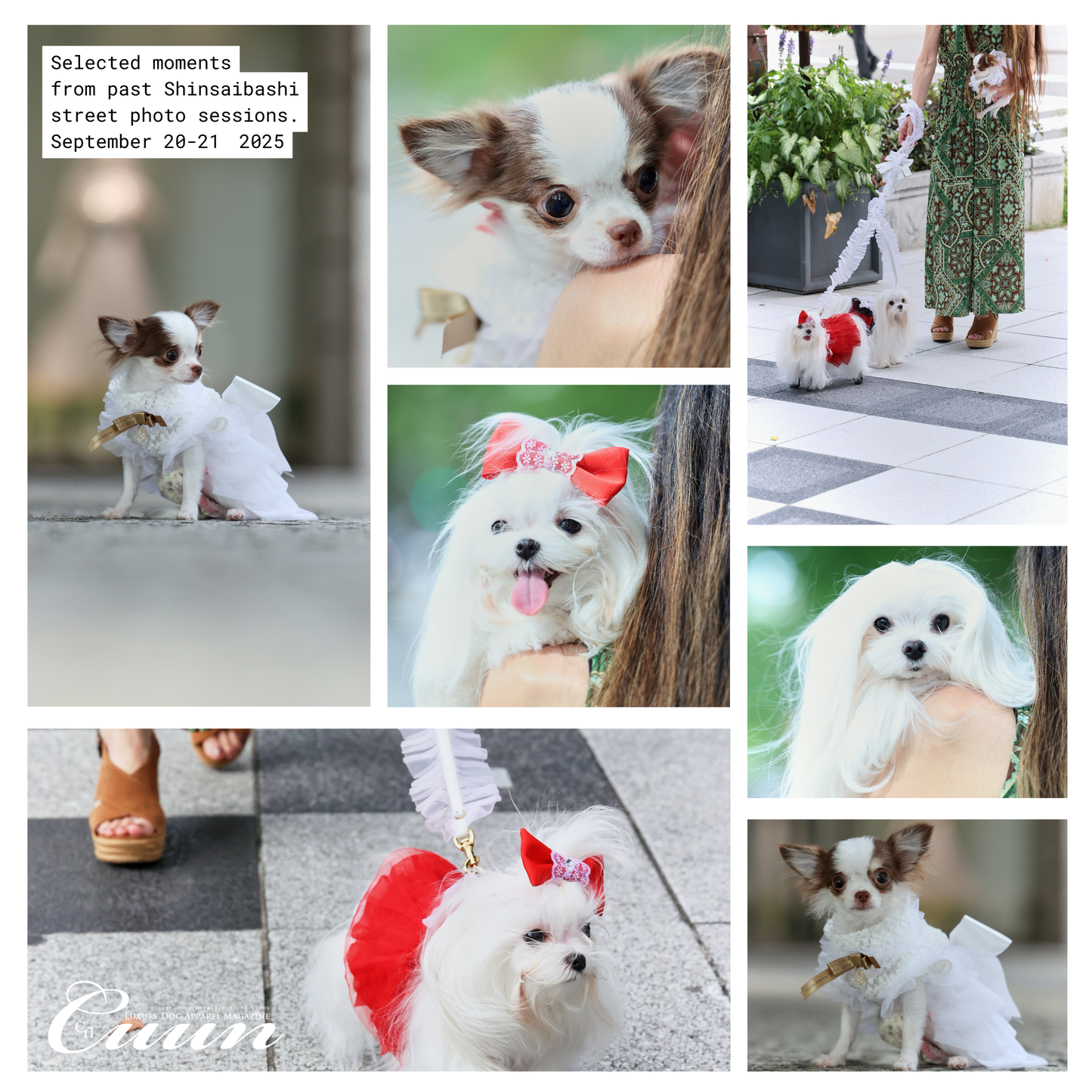 【2026年1月31日–2月1日】ザ・お写ん歩。大阪・空堀商店街編｜愛犬と歩くCUUNフォトセッション
