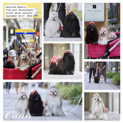 【2026年1月31日–2月1日】ザ・お写ん歩。大阪・空堀商店街編｜愛犬と歩くCUUNフォトセッション