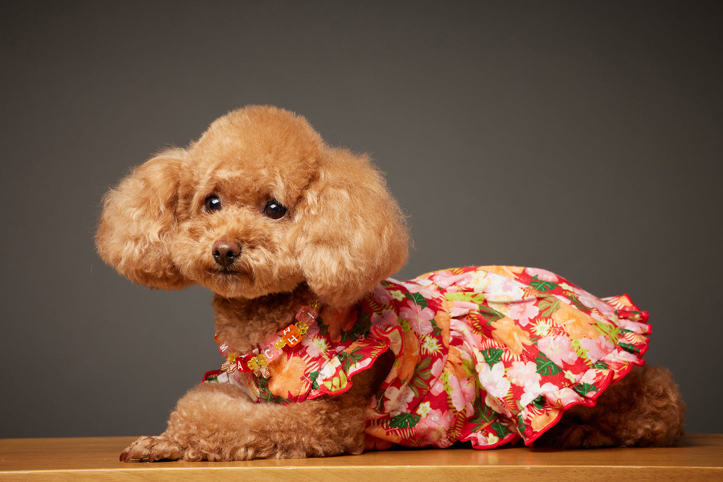 【10/23（木）～24日（金）開催】この一瞬が、永遠になる愛犬撮影会｜東京・代官山 photo by tottoko