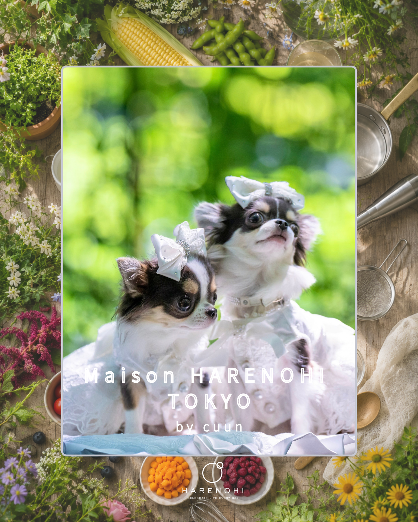 【東京都中目黒】8/8（土）～8/9（日）開催｜Maison HARENOHI TOKYO by CUUN｜愛犬のためのLIVE KITCHEN