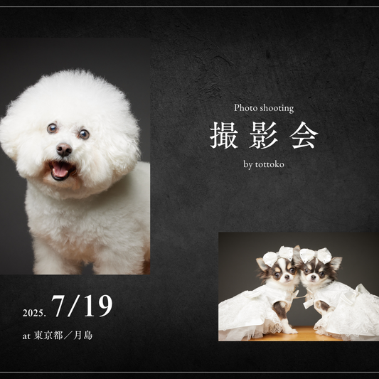 満員御礼（募集終了）【7/19（土）開催】この一瞬が、永遠になる愛犬撮影会｜東京・月島 photo by tottoko