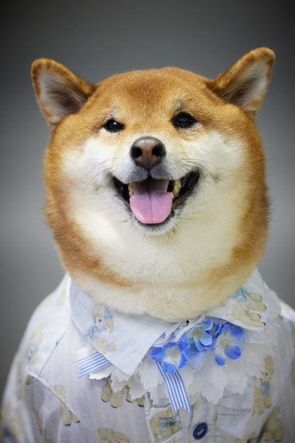 満員御礼（募集終了）【7/19（土）開催】この一瞬が、永遠になる愛犬撮影会｜東京・月島 photo by tottoko