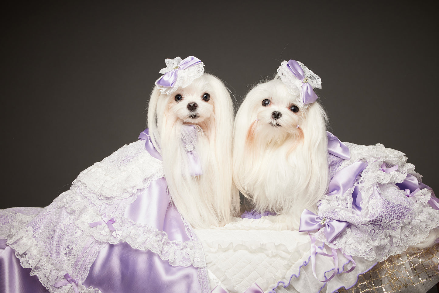 【10/23（木）～24日（金）開催】この一瞬が、永遠になる愛犬撮影会｜東京・代官山 photo by tottoko