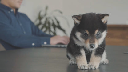 緊急開催決定！【ペテモフェス2025幕張】×tottoko野外撮影＆交流会