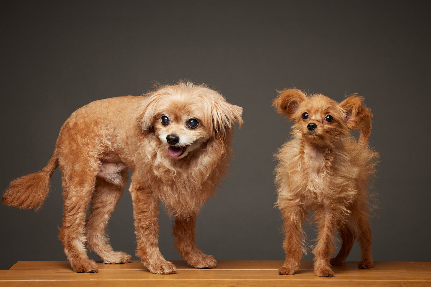 【10/23（木）～24日（金）開催】この一瞬が、永遠になる愛犬撮影会｜東京・代官山 photo by tottoko