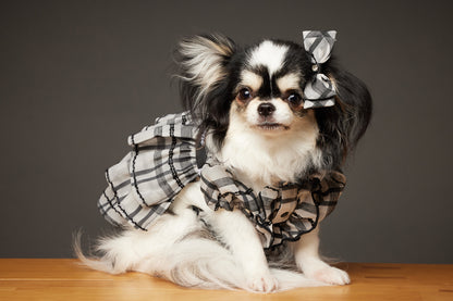 【10/23（木）～24日（金）開催】この一瞬が、永遠になる愛犬撮影会｜東京・代官山 photo by tottoko
