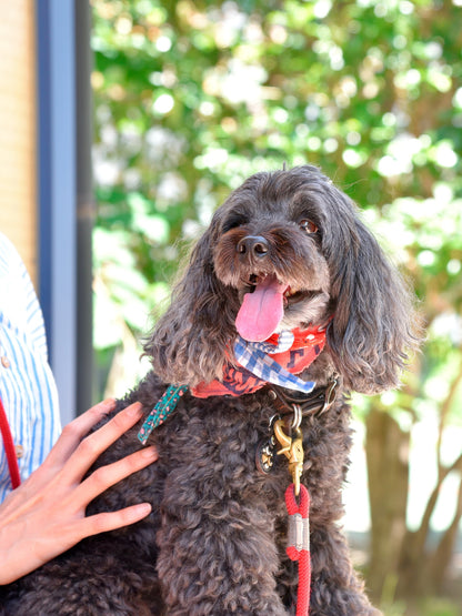 愛犬と仙台ストリートで撮影｜URBAN DOG CULTUREフォトセッション【CUUN掲載特典付き】