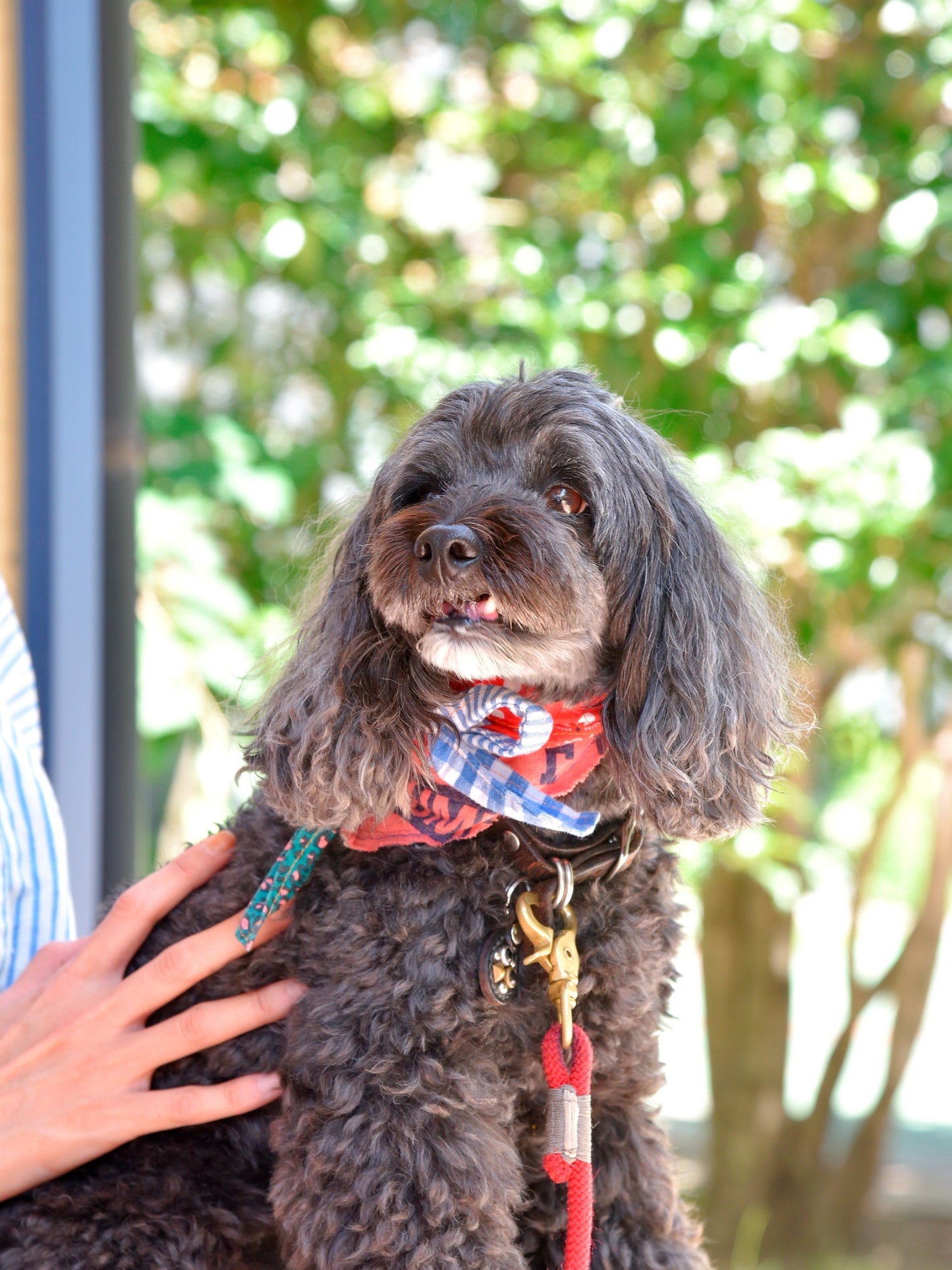 愛犬と仙台ストリートで撮影｜URBAN DOG CULTUREフォトセッション【CUUN掲載特典付き】