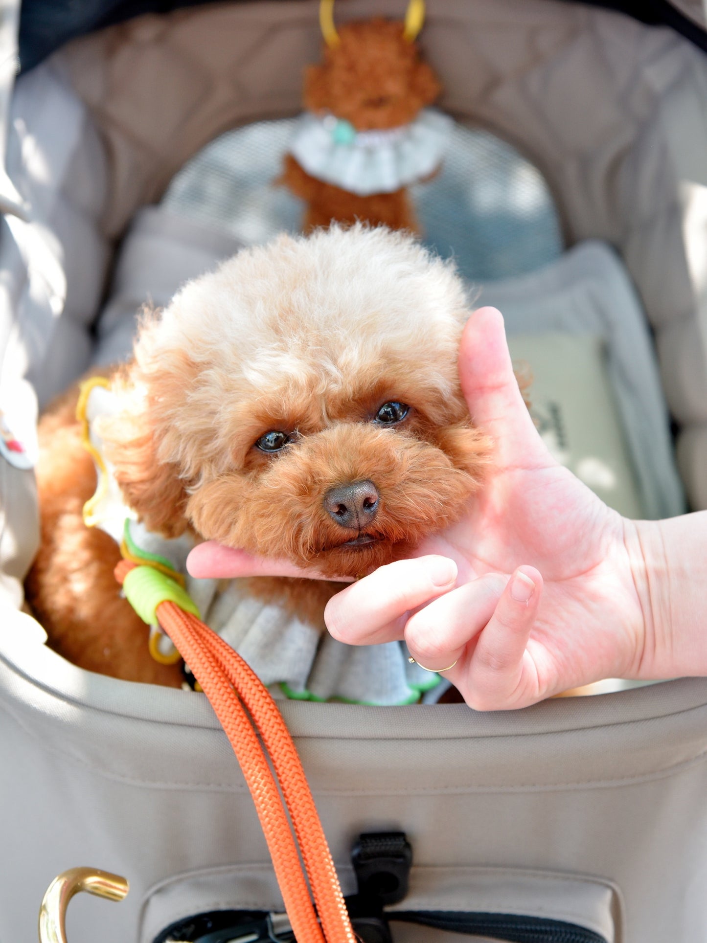 愛犬と仙台ストリートで撮影｜URBAN DOG CULTUREフォトセッション【CUUN掲載特典付き】