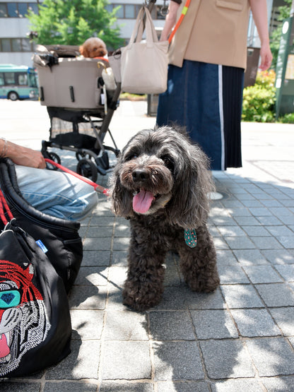 愛犬と仙台ストリートで撮影｜URBAN DOG CULTUREフォトセッション【CUUN掲載特典付き】