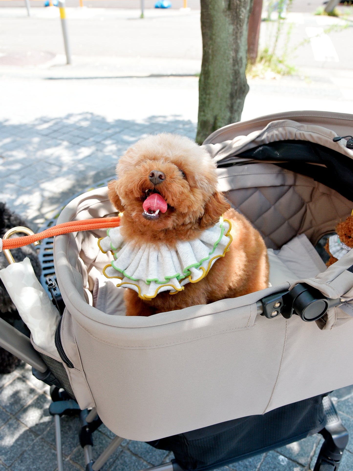 愛犬と仙台ストリートで撮影｜URBAN DOG CULTUREフォトセッション【CUUN掲載特典付き】