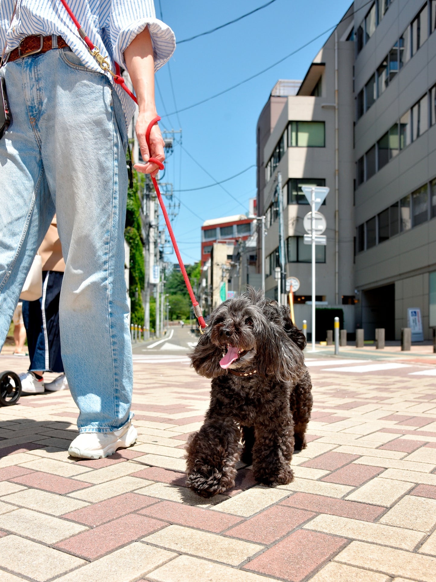 愛犬と仙台ストリートで撮影｜URBAN DOG CULTUREフォトセッション【CUUN掲載特典付き】