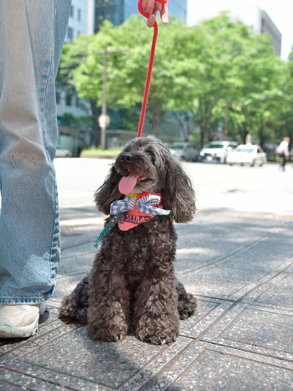 愛犬と仙台ストリートで撮影｜URBAN DOG CULTUREフォトセッション【CUUN掲載特典付き】