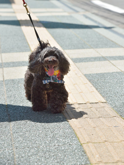 愛犬と仙台ストリートで撮影｜URBAN DOG CULTUREフォトセッション【CUUN掲載特典付き】