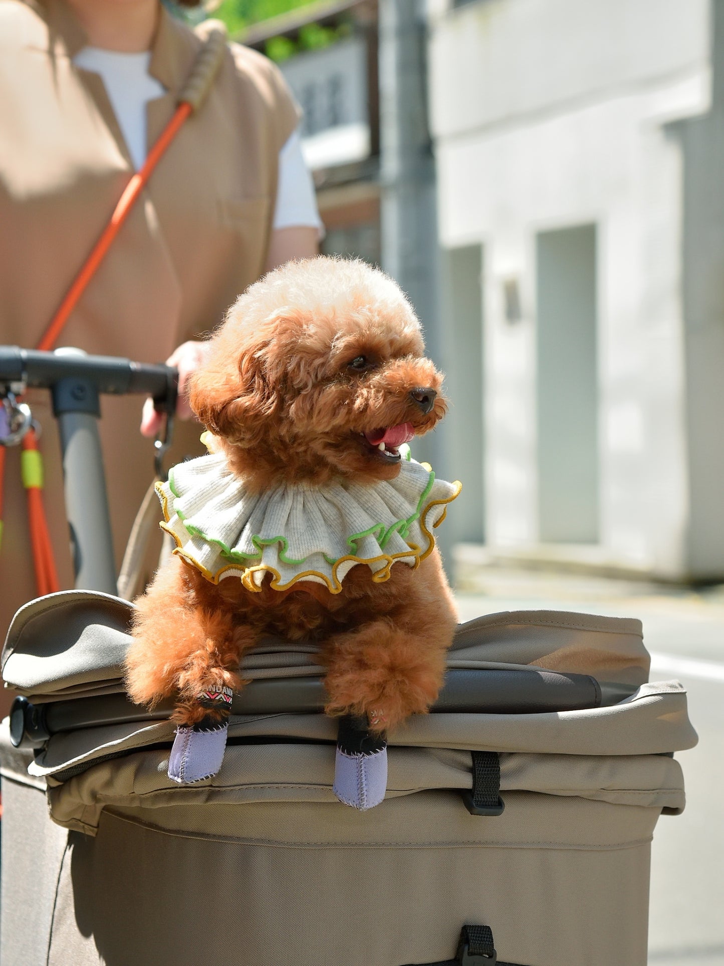 愛犬と仙台ストリートで撮影｜URBAN DOG CULTUREフォトセッション【CUUN掲載特典付き】